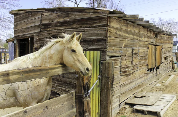 Cavallo e scuderia — Foto Stock