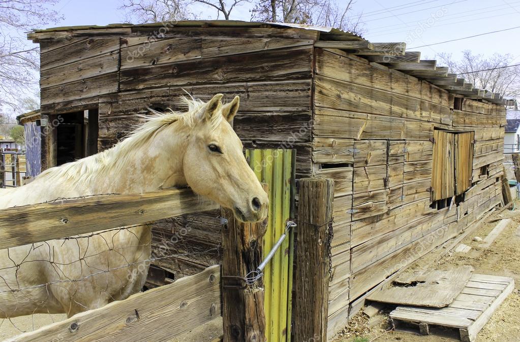 Horse and stable — Stock Photo © keneaster 55931585