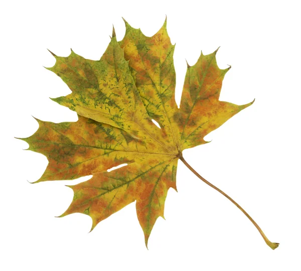 Zbliżenie z kolorowych jesień liść na białym tle kolorowe na whi — Zdjęcie stockowe