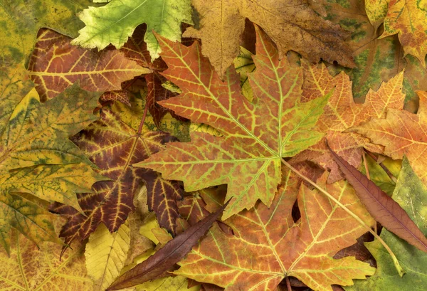 Kolorowe i jasne tło wykonane z opadłych liści jesieni — Zdjęcie stockowe