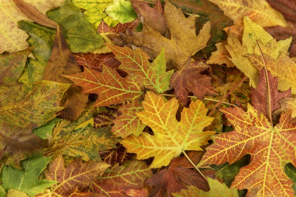 Kolorowe i jasne tło wykonane z opadłych liści jesieni — Zdjęcie stockowe