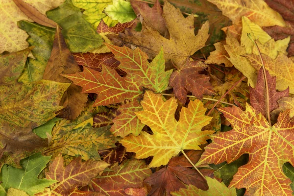 Colorful and bright background made of fallen autumn leaves — Stock Photo, Image