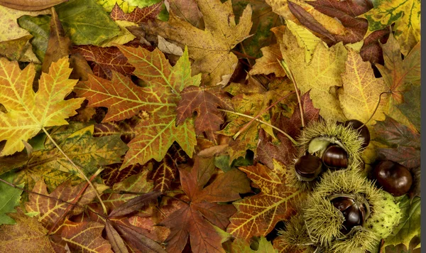 Colorful and bright background with fallen autumn leaves and che — Stock Photo, Image