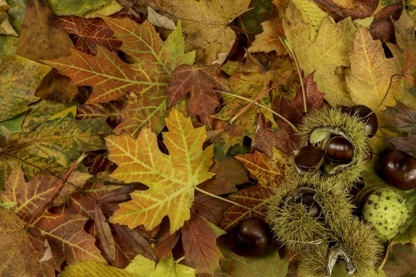 Colorful and bright background with fallen autumn leaves and che — Stock Photo, Image