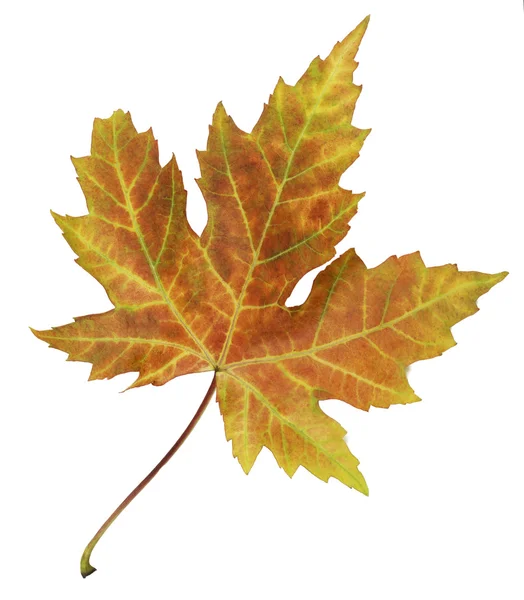 Closeup of brightly colored autumn leaf isolated colorful on whi — Stock Photo, Image