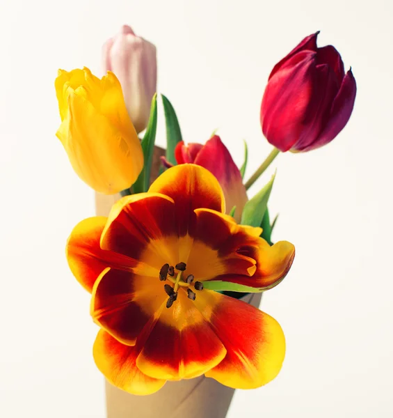 Bunte Tulpen isoliert auf weiß — Stockfoto
