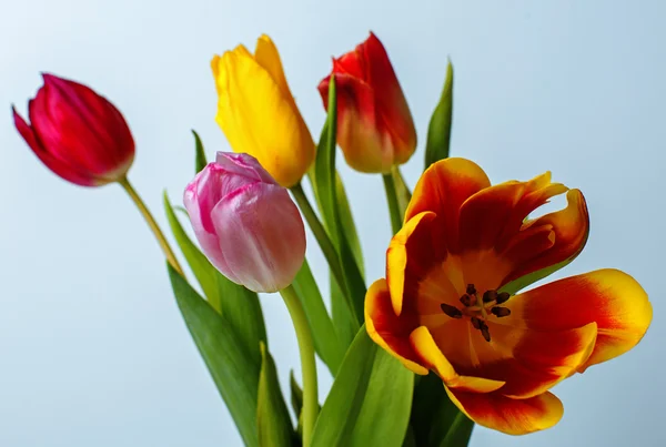 Barevné tulipány izolované na bílém — Stock fotografie