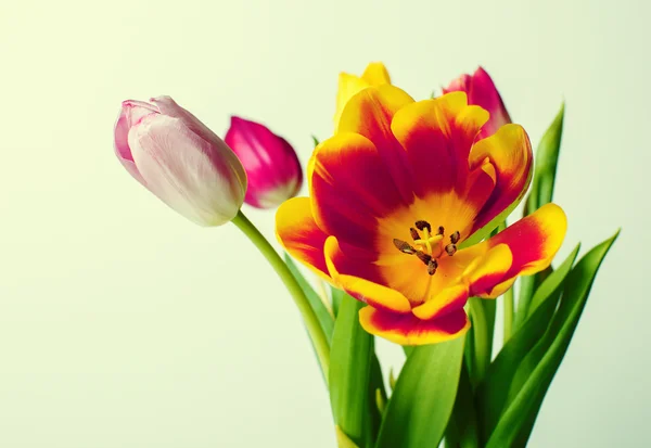 Sspring closeup Tulpen — Stockfoto