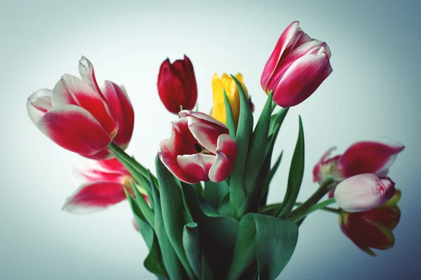 Colorful tulips isolated on white — Stock Photo, Image