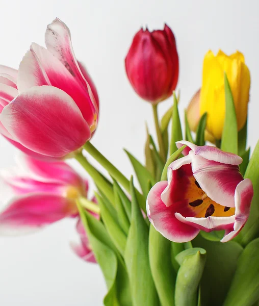 Sspring closeup Tulpen — Stockfoto