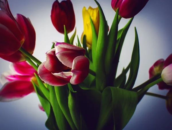 Sspring close-up tulpen — Stockfoto