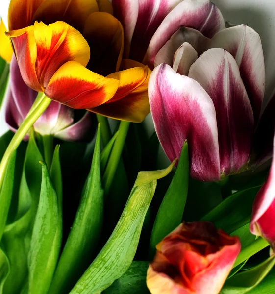 Sspring closeup Tulpen — Stockfoto