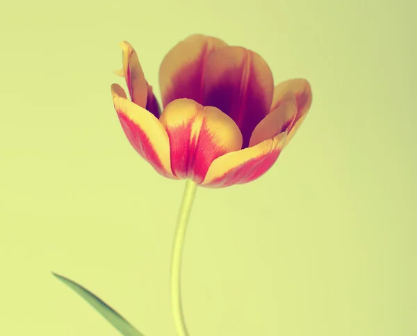 Primavera primer plano tulipanes —  Fotos de Stock