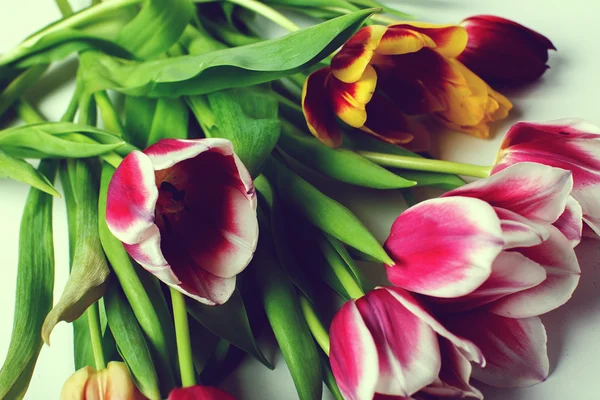 Tulipas coloridas isoladas em branco — Fotografia de Stock