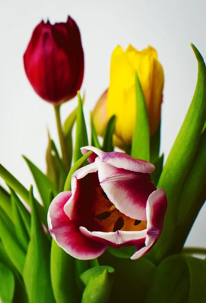 Jarní barevné tulipány — Stock fotografie