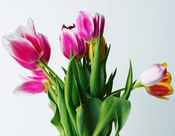 Primavera tulipas coloridas — Fotografia de Stock
