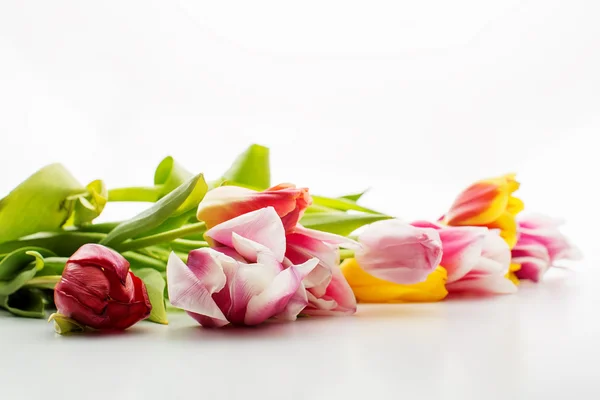 Barevné tulipány na bílém pozadí — Stock fotografie