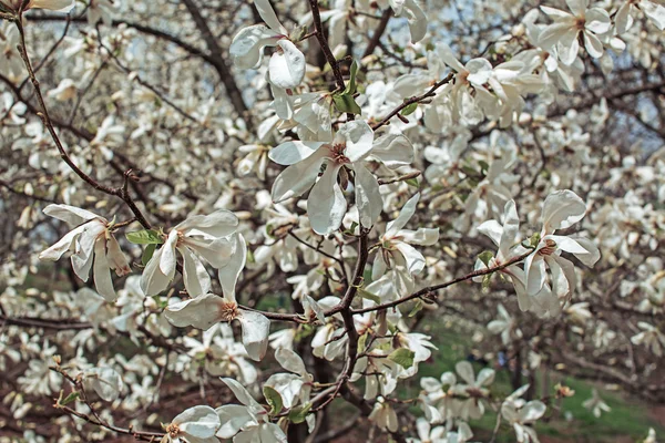 Άνθηση της magnolia λουλούδια άνοιξη — 图库照片