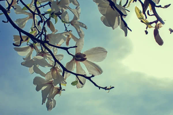 Floração de flores de magnólia no tempo de primavera — Fotografia de Stock