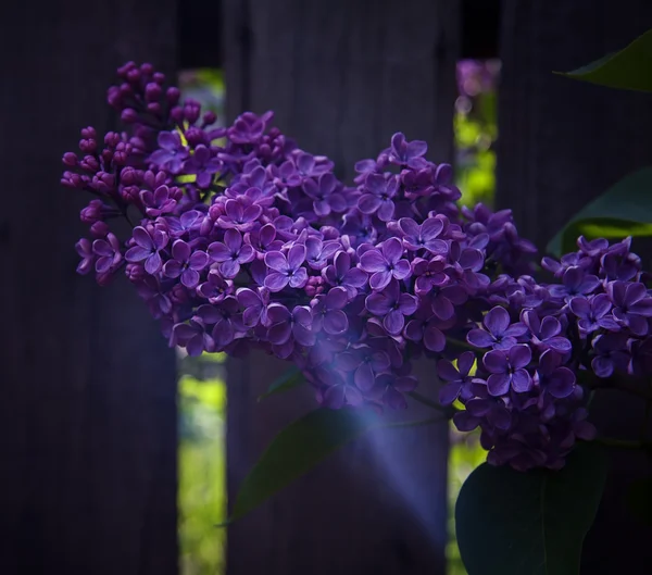 Bouquet de lilas violet fleur — Photo