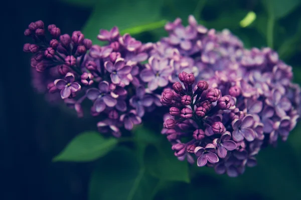 Macro foto van lila violet Lentebloemen, abstracte zachte floral — Stockfoto