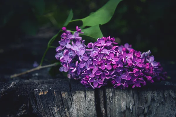 Bos van violette lila bloem — Stockfoto