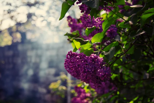 Bos van violette lila bloem — Stockfoto