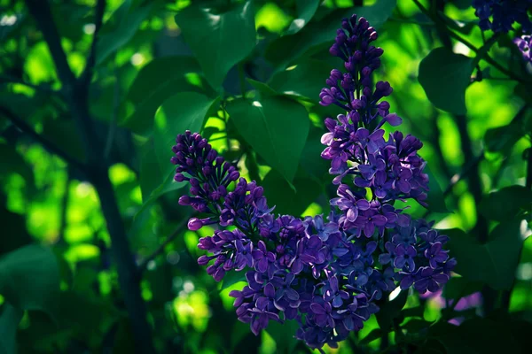 Bos van violette lila bloem — Stockfoto