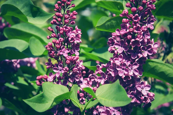 Bos van violette lila bloem — Stockfoto