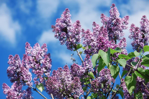 Bos van violette lila bloem — Stockfoto