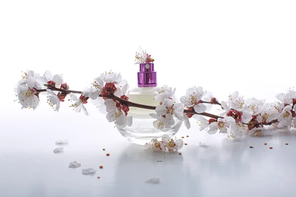 Butelek perfum pośród kwitnąć morela — Zdjęcie stockowe