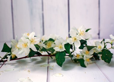 Yasemin çiçekleri beyaz zemin üzerine