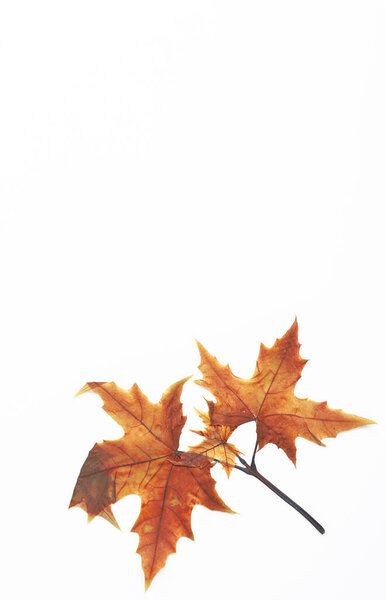 Small maple leaf on white background