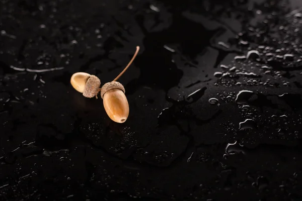 Acorns Wet Background — Stock Photo, Image