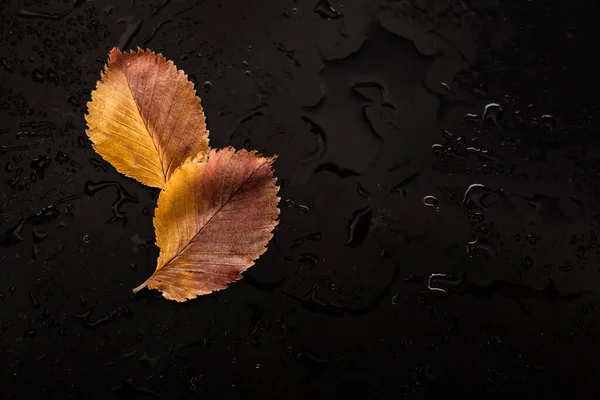 Dry Leaf Black Background — Stock Photo, Image