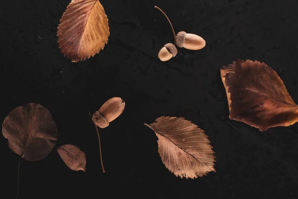 Осенние Сухие Листья Черном Фоне — стоковое фото