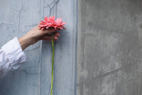 Woman Hand Holding Flower Wall Background — Stock Photo, Image