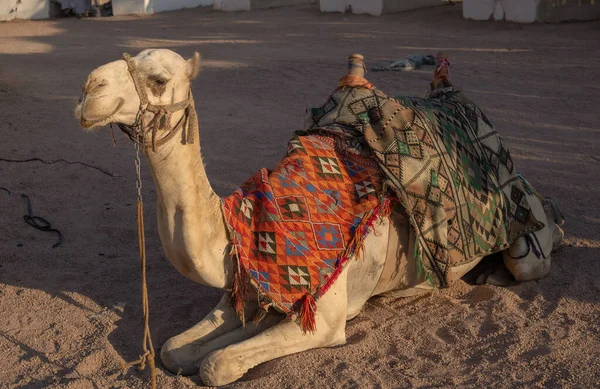 Egyptische Kameel Met Zadel Ligt Het Woestijnzand — Stockfoto