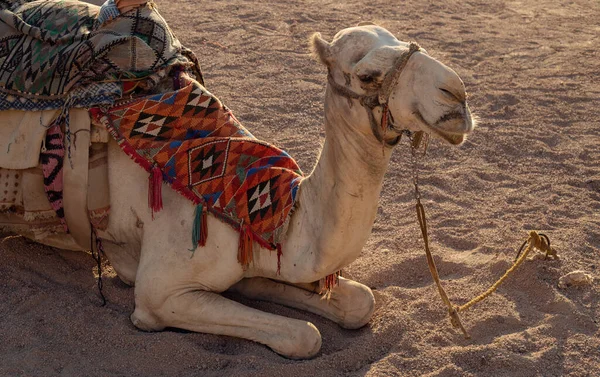 Egyptiska Kamelen Ligger Solen — Stockfoto