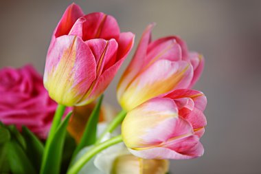 Pembe renkli Lale çiçek stüdyo çekim 