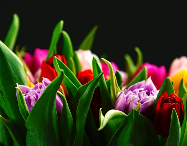 Boeket van multicolor tulpen — Stockfoto