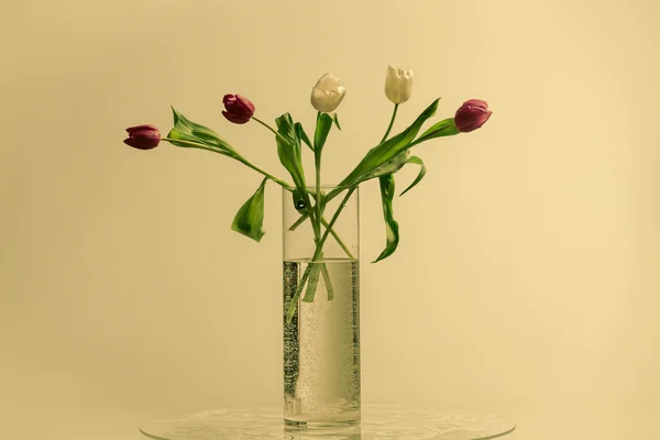 Tulipani in un vaso di vetro su sfondo bianco — Foto Stock