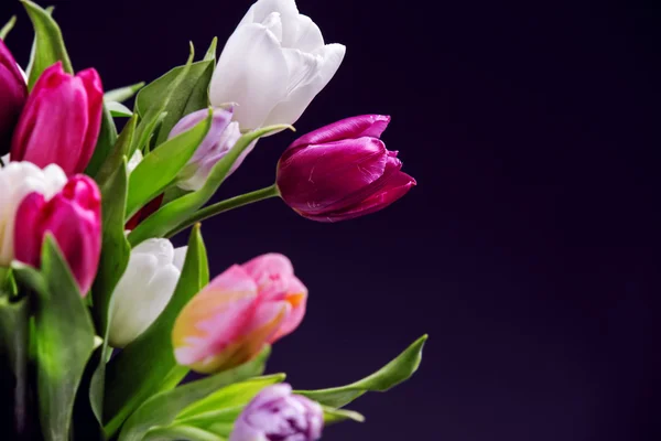 Helder gekleurde tulpen — Stockfoto