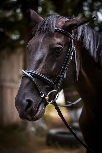 Mooi bruin horse — Stockfoto