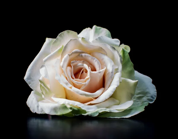 Egy fekete háttér mintázata elszigetelt fehér Rózsa — Stock Fotó