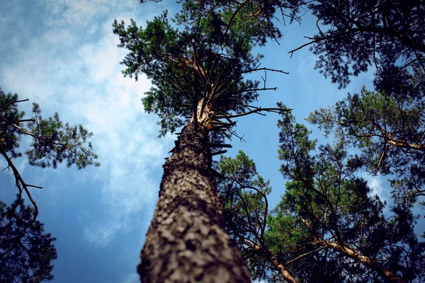 Dennenbos op zonnige dag. Mooie zomerse landschap. — Stockfoto