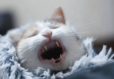 Battaniyeye sarılı şirin bir kedi