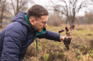 Çiftlikte taze pancar hasat eden adam.