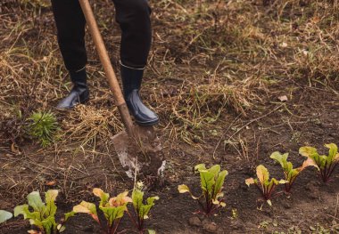 Adam sebze bahçesi kazıyor.