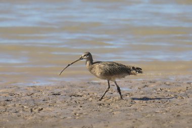 Uzun gagalı Curlew (Numenius americanus)